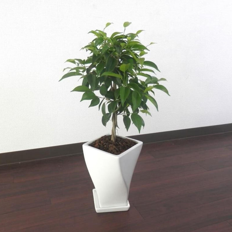 ベンジャミン 税込 送料込 花の美里流通センター