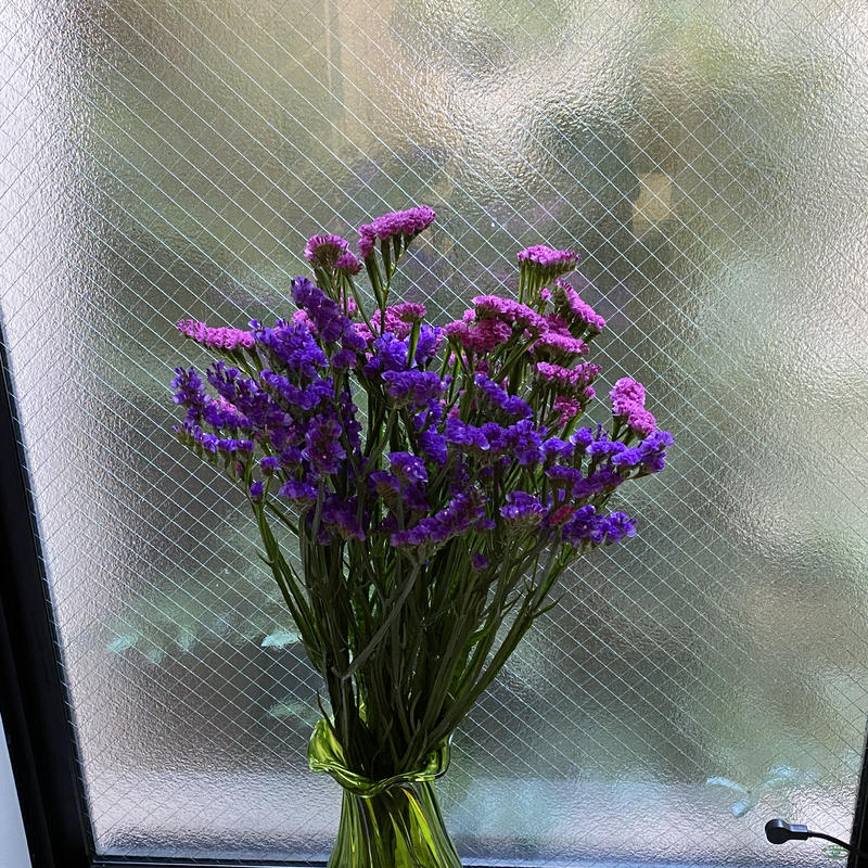 グランドスターチス 産直からリビングまで税込 送料込 花の美里流通センター グランドスターチス 産直からリビングまで税込 送料込 花の美里流通センター