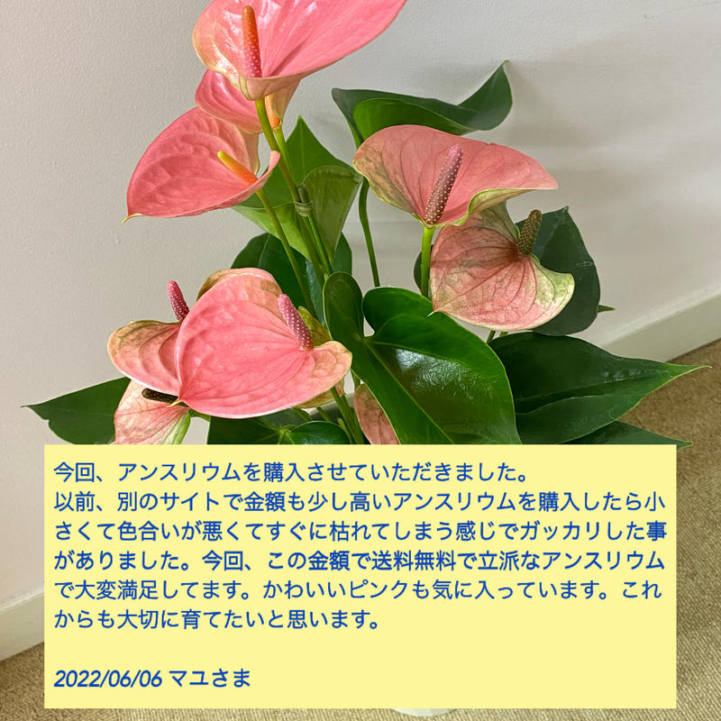 バイヤーお勧めアンスリウム6号鉢 品種名スイートドリーム 底面給水鉢 花の美里流通センター バイヤーお勧めアンスリウム6号鉢 品種名スイートドリーム 底面給水鉢 花の美里流通センター