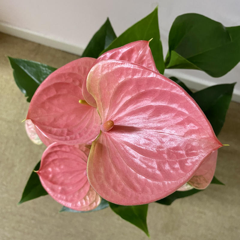 バイヤーお勧めアンスリウム6号鉢 品種名スイートドリーム 底面給水鉢 花の美里流通センター バイヤーお勧めアンスリウム6号鉢 品種名スイートドリーム 底面給水鉢 花の美里流通センター