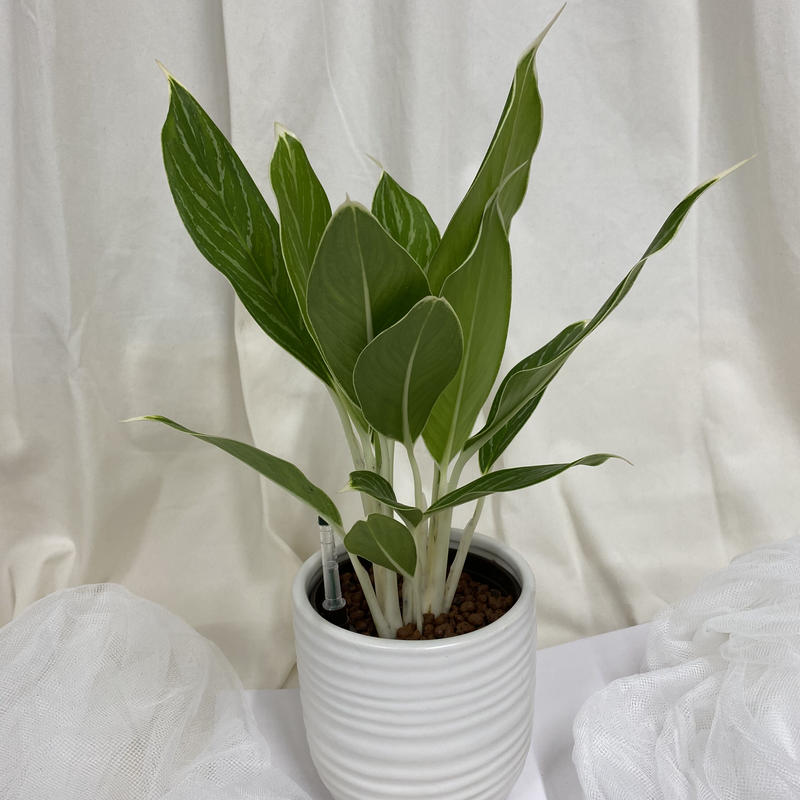 アグラオネマスノーホワイト ハイドロカルチャー 税込 送料込 花の美里流通センター