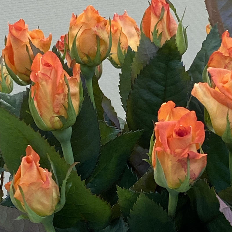 産地直送クラウンローズバラ オレンジ 花言葉 絆 信頼 本 税込 送料込 花の美里流通