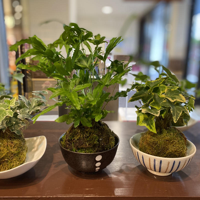 観葉植物苔玉2つ 2980円税込 送料込 苔玉は選べません 花の美里流通センター