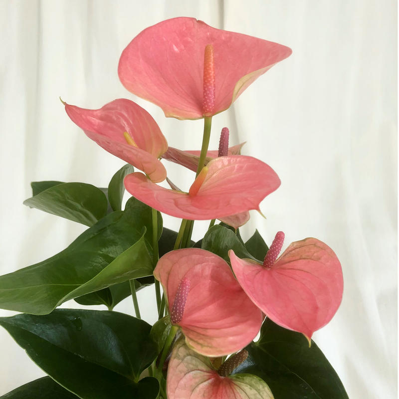 バイヤーお勧めアンスリウム6号鉢 品種名スイートドリーム 底面給水鉢 花の美里流通センター バイヤーお勧めアンスリウム6号鉢 品種名スイートドリーム 底面給水鉢 花の美里流通センター