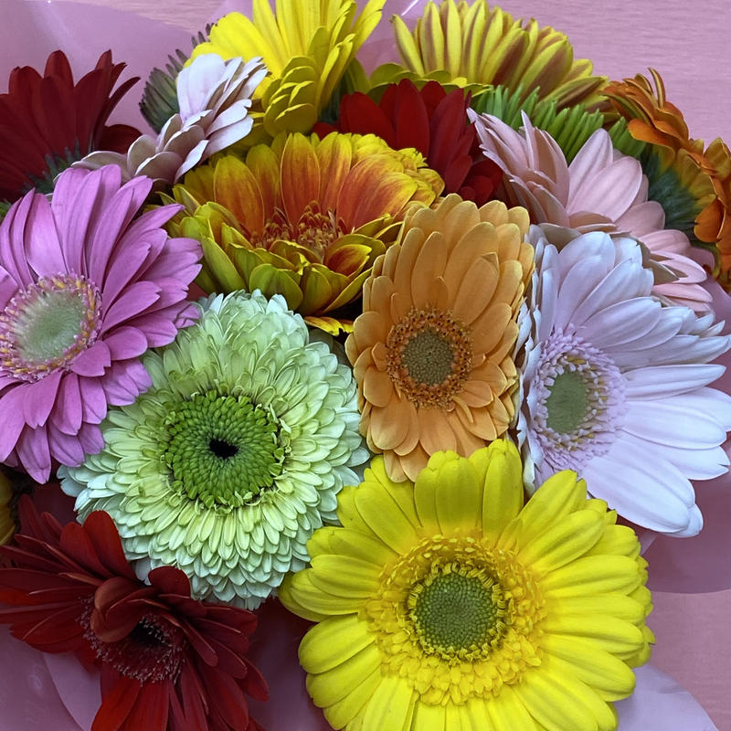 産地直送 ガーベラのマジカルブーケ本 そのまま飾れるブーケ 花の美里流通センター