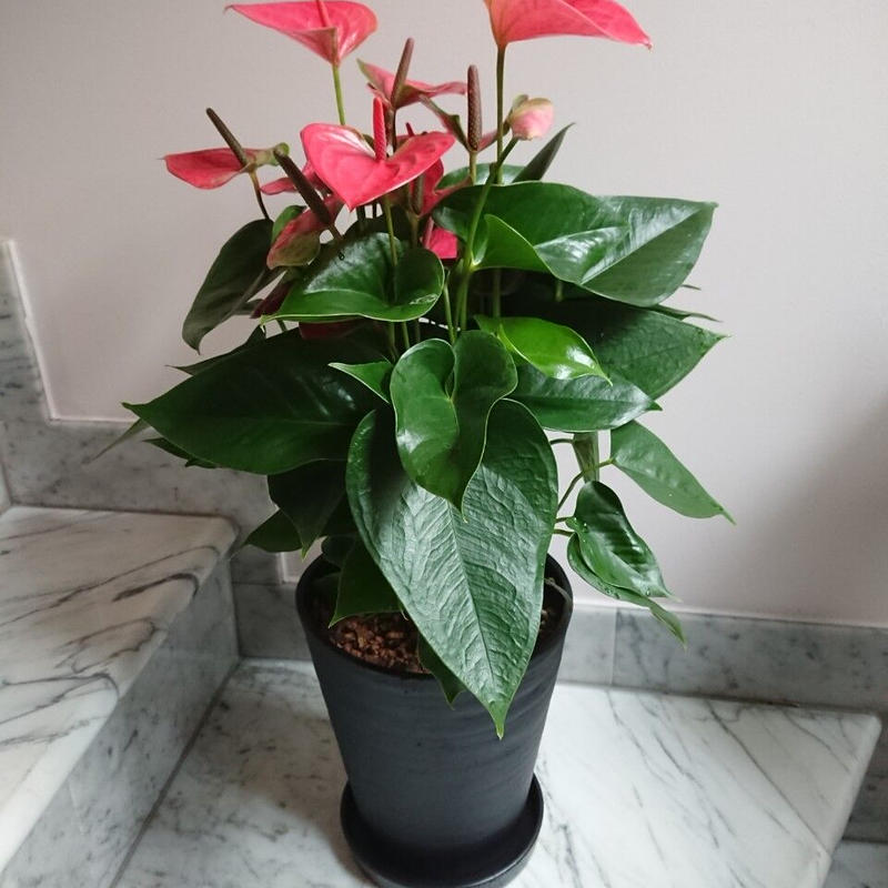 観葉植物 アンスリューム 7号 特別価格6 980円 税込 送料込 花の美里流通センター