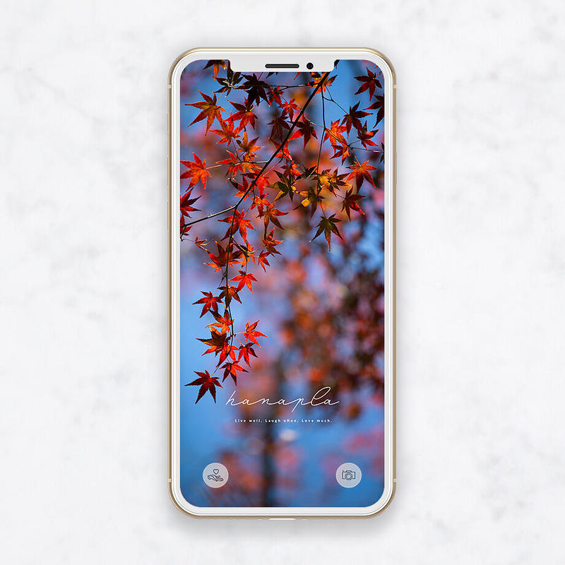 真っ赤な紅葉と青空 鮮やかな赤色でポジティブな気持ちに 紅葉の待ち受け画像 おしゃれ待ち