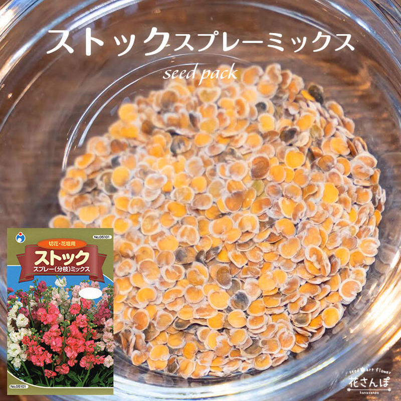 ストックスプレーミックス 送料込 花さんぽ 種子 アートフラワー 栽培キット