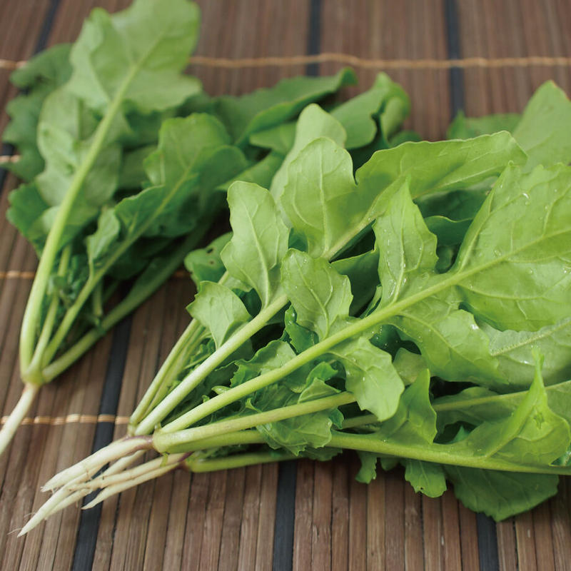 Natural Farm カンタン栽培キット サラダルッコラ 栽培セット 花さんぽ 種子