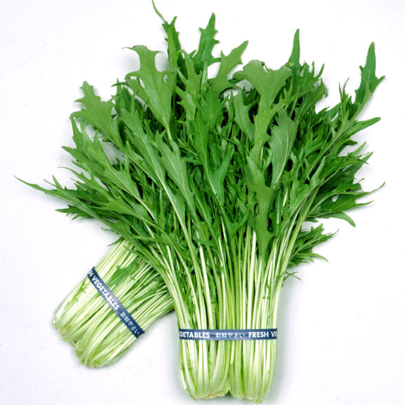 サラダ早生千筋京水菜 送料込 種セット 10g 花さんぽ 種子 アートフ