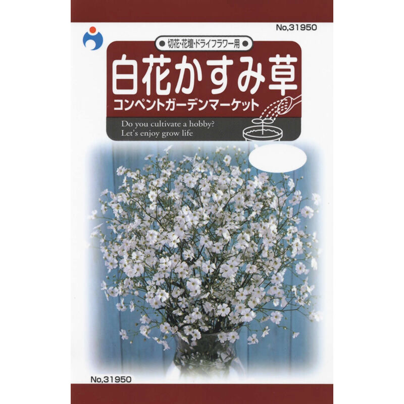 白花かすみ草コンペントガーデン 送料込 花さんぽ 種子 アートフラワー