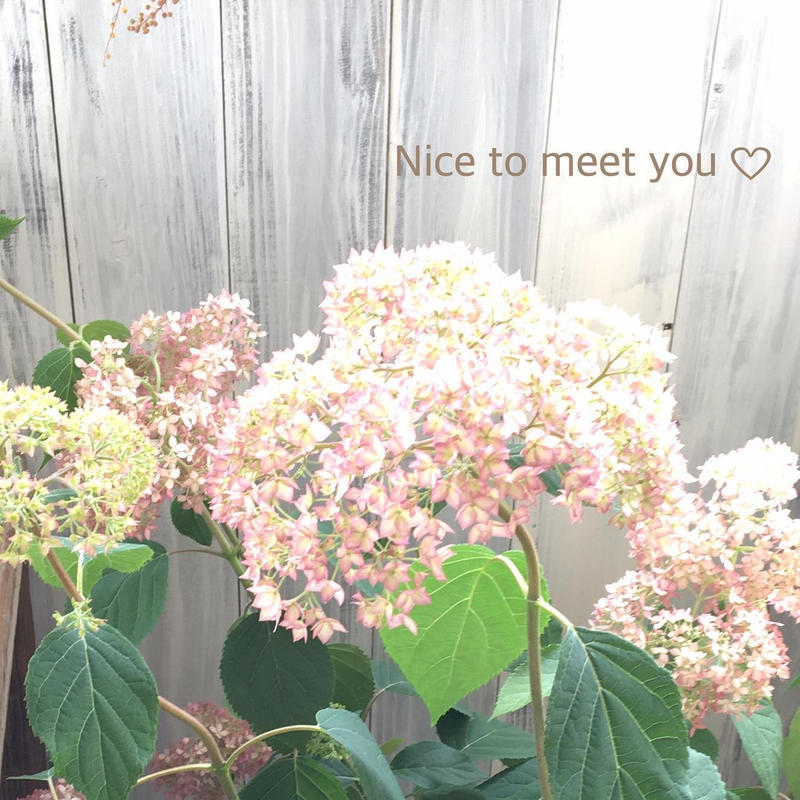 ピンクアナベル Hanatozakkaogue