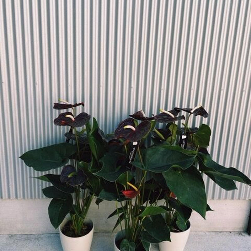 宅配便でのお届け 観葉植物 アンスリウム 花屋 Suzu