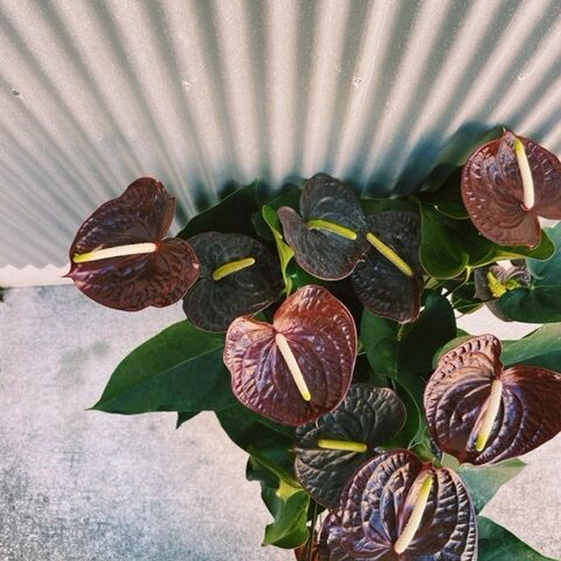 宅配便でのお届け 観葉植物 アンスリウム 花屋 Suzu