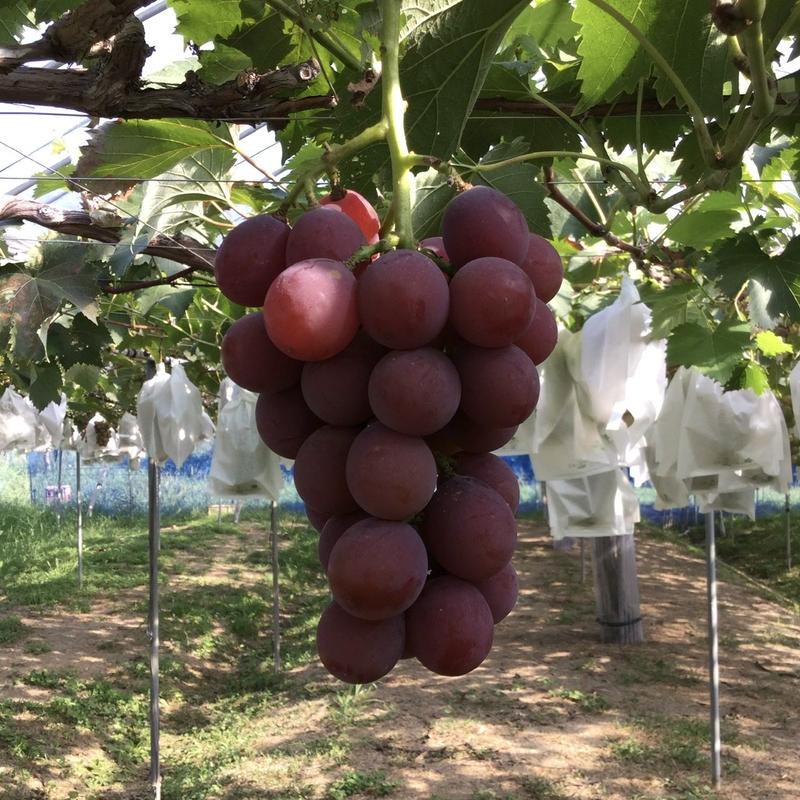 自然栽培 無農薬 無肥料 葡萄 ２色詰め合わせ １kg Handover Farm