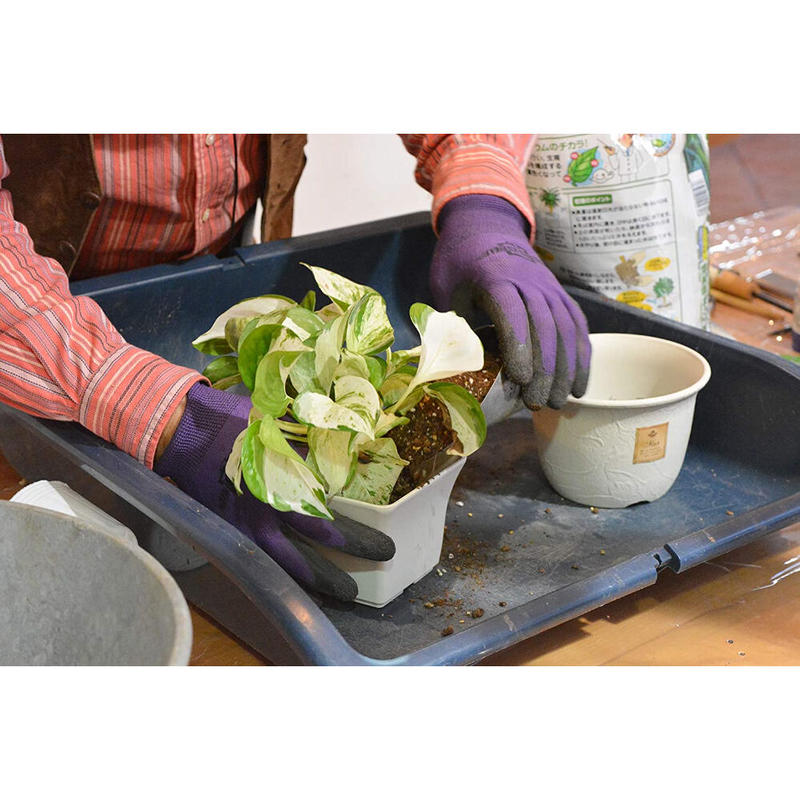 観葉植物の土 ２ｌ 観葉植物 用土 オーガスタ ウンベラータ Asahipen Diy