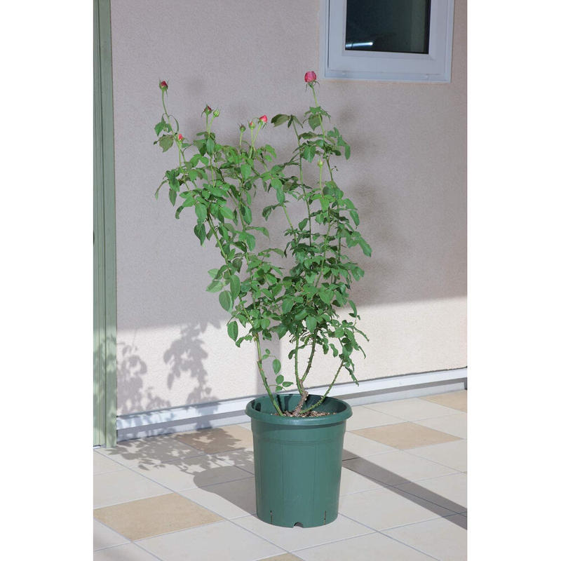 バラ鉢 12号 グリーン アップルウェアー 植木鉢 プランター バラ ローズガーデン As