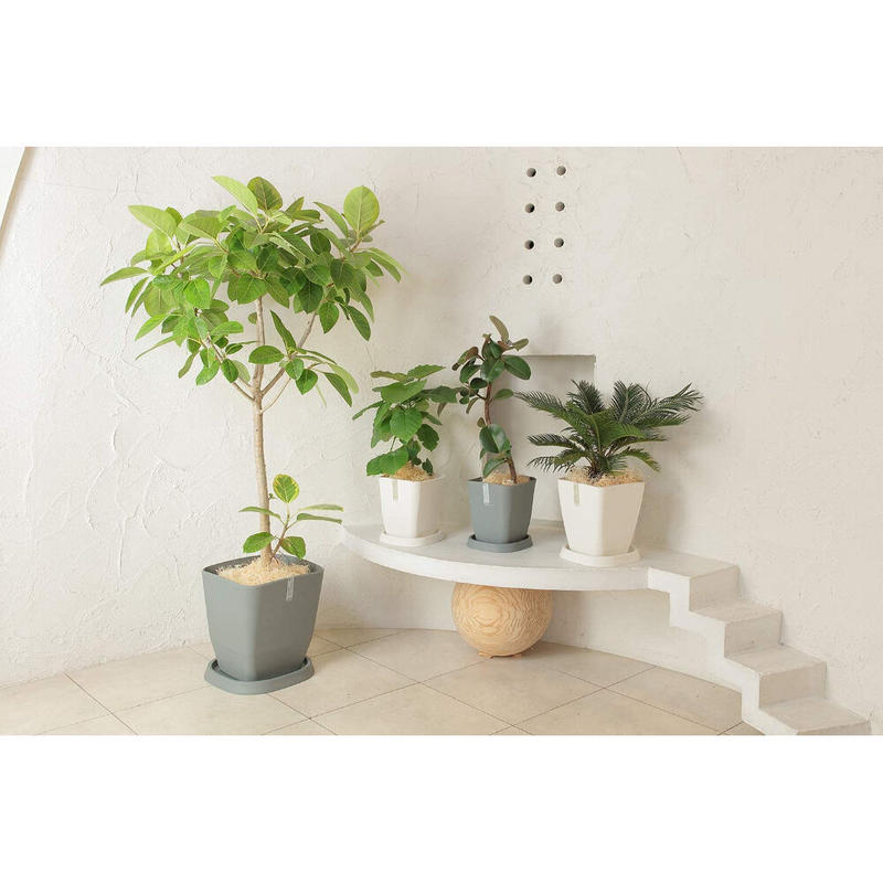 アトリエスクエア 360型 ホワイト アップルウェアー 鉢 鉢カバー ウンベラータ アルテシマ