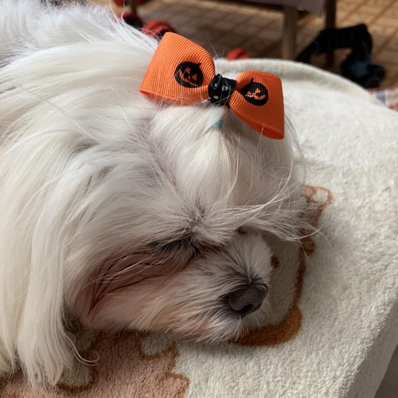 ハッピーハロウィン ヘアゴムセット ハッピー犬屋敷ショップ