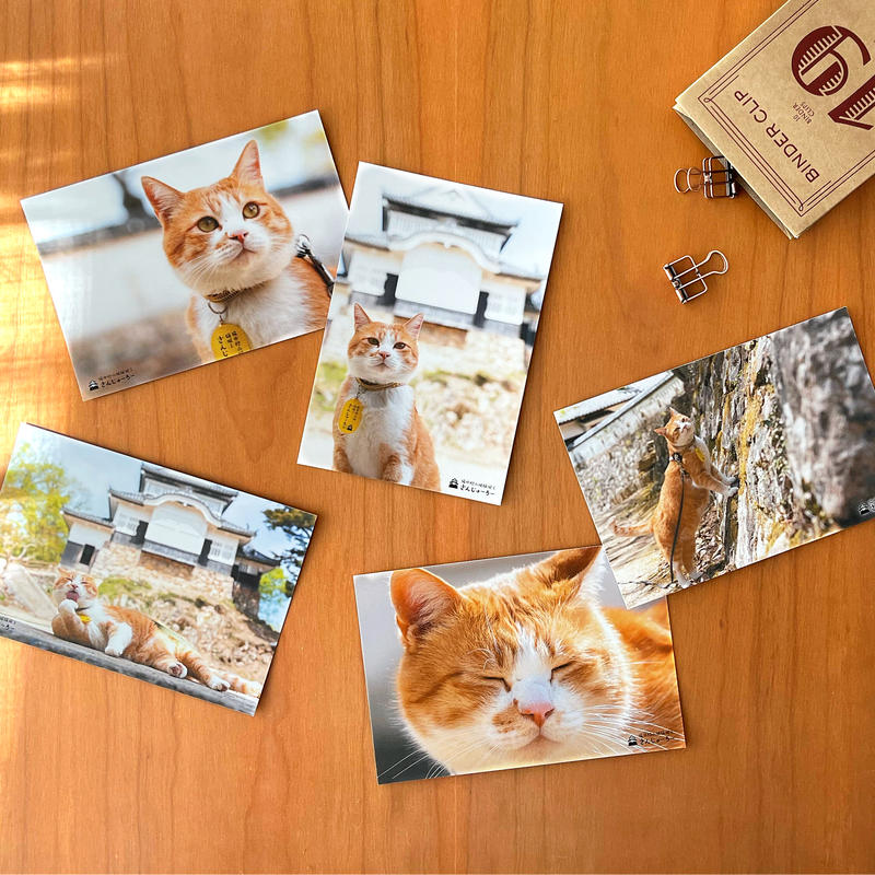 猫城主 さんじゅーろー ポストカード 5種セット | ハレマチ特区365 BY タウン情報おか... 猫城主 さんじゅーろー ポストカード 5種セット | ハレマチ特区365 BY タウン情報おか...