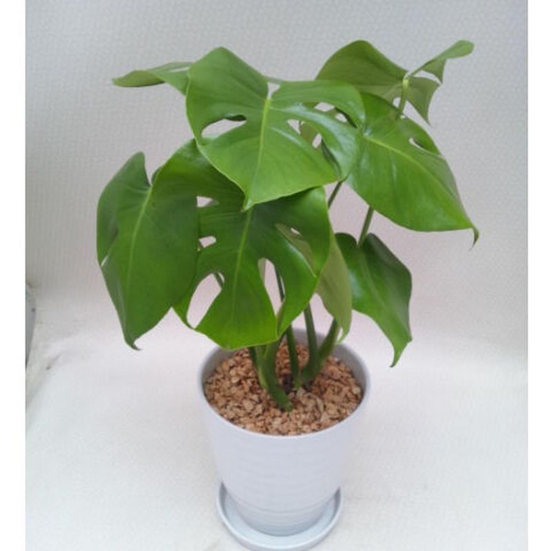 モンステラ 観葉植物 Hch Flowers
