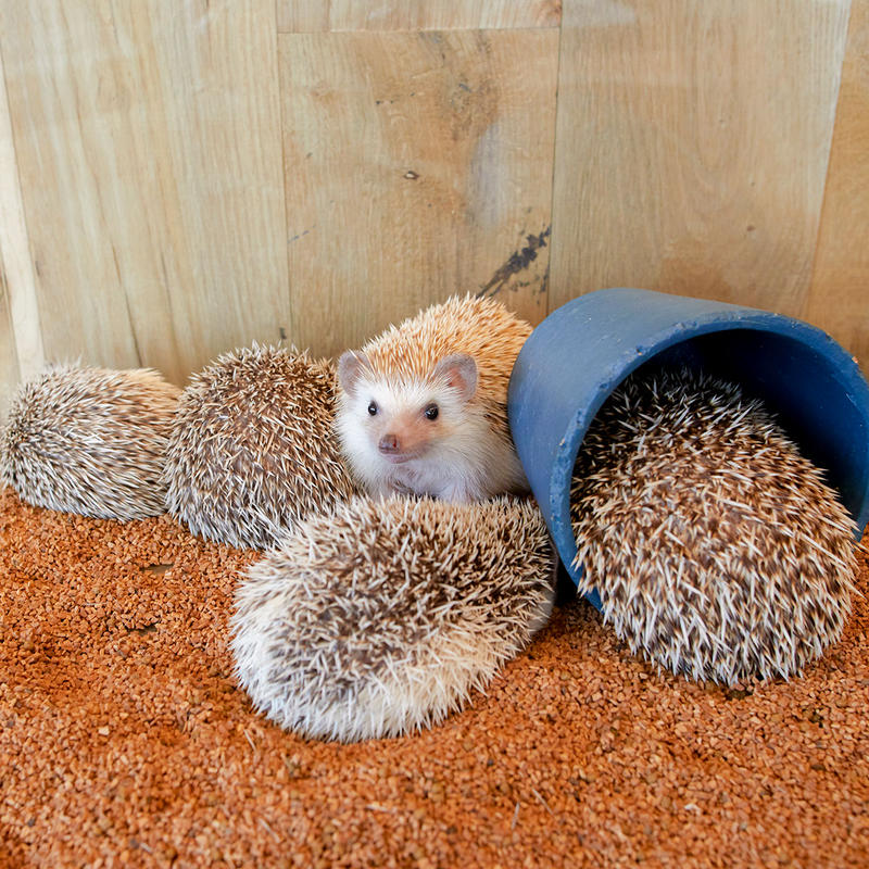 コロコロ くるみ床材 １ｋｇ ハリネズミカフェharry ハムスターカフェmogumogu