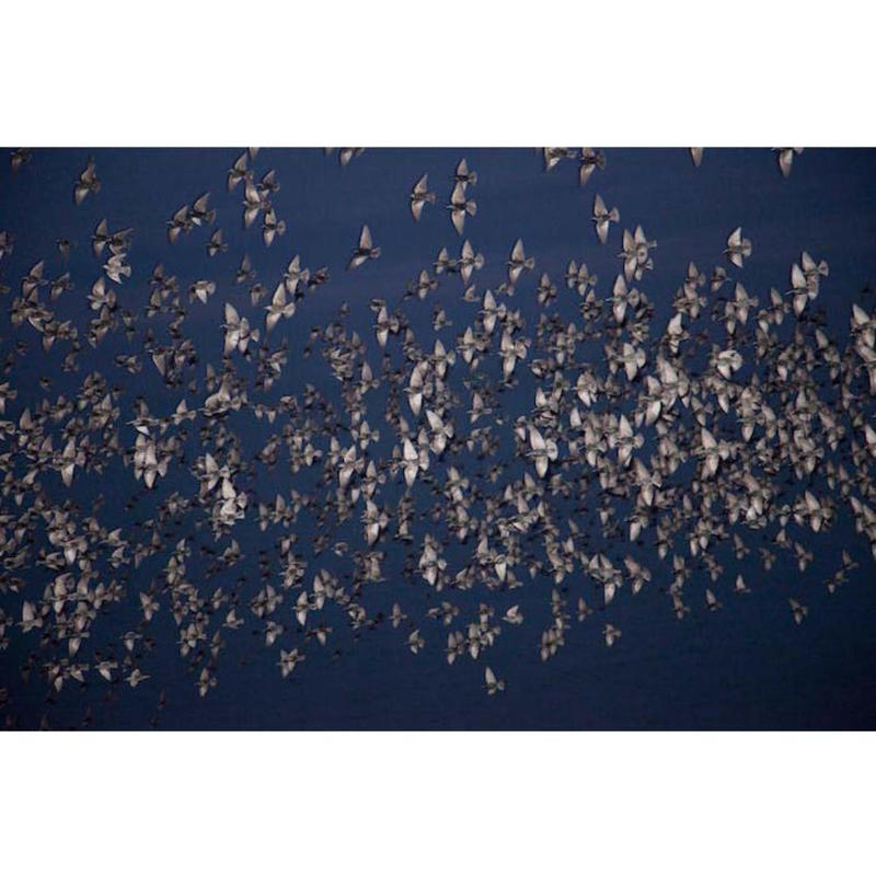 川内倫子 Halo Us版 別紙和訳付き サイン入り Hehe 川内倫子 Halo Us版 別紙和訳付き サイン入り Hehe