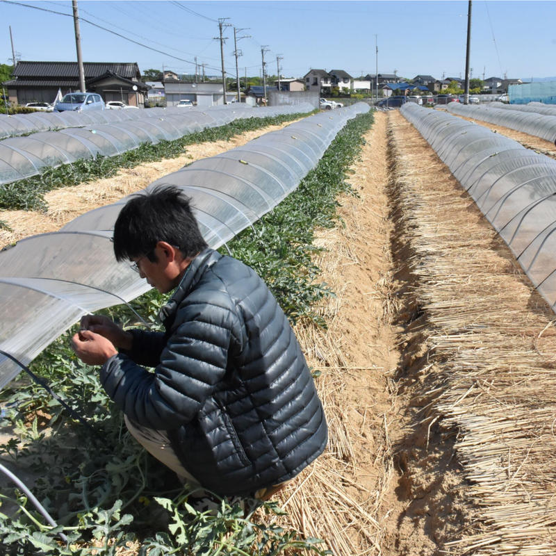 愛知県刈谷市産 小玉スイカ おおとり2号 2玉 10箱限定 ｊａあいち中央 碧海そ