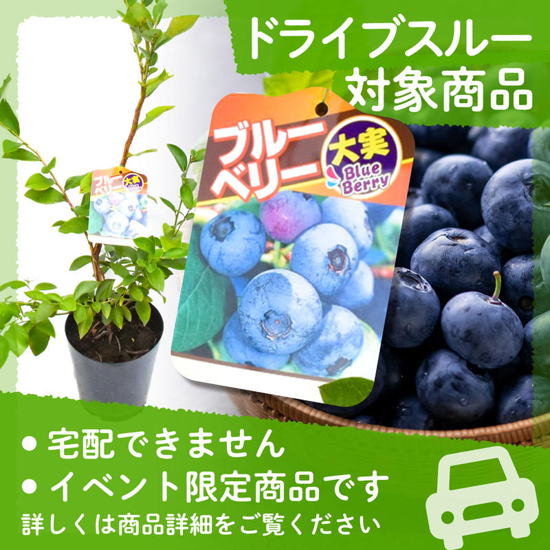令和4年9月24日 土 引き渡し ブルーベリー 大実苗 サザンハイブッシュ系 栽培セット