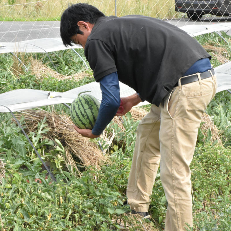 愛知県刈谷市産 小玉スイカ おおとり2号 2玉 10箱限定 ｊａあいち中央 碧海そ