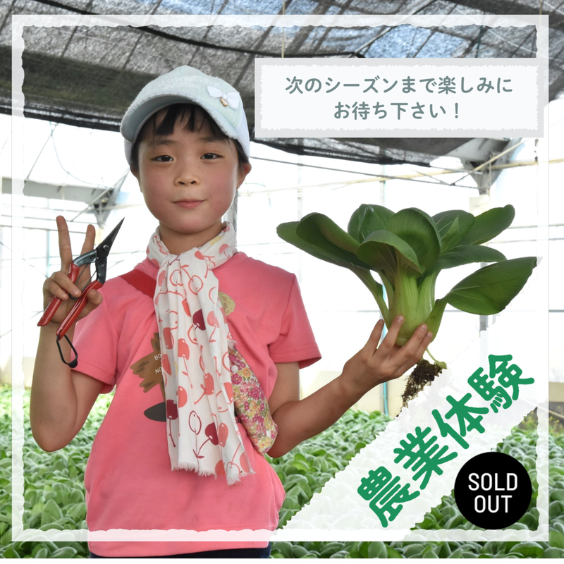 令和3年7月25日 日 開催 小学生の夏休み親子体験学習 チンゲンサイをまなぼう 愛知県 令和3年7月25日 日 開催 小学生の夏休み親子体験学習 チンゲンサイをまなぼう 愛知県