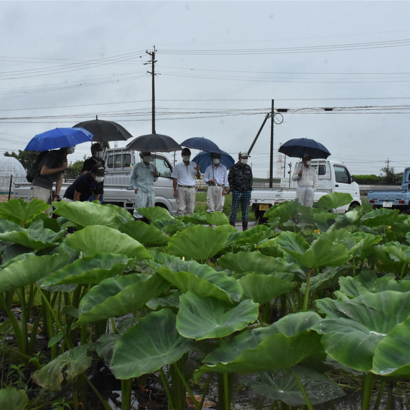 愛知県刈谷市産 刈谷のさといも 840g 袋 4袋入 ｊａあいち中央 碧海そだち オ