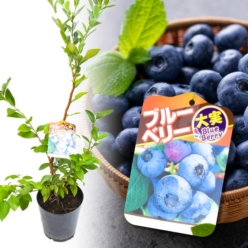 ブルーベリー大苗木　2ほんセット ブルーベリー大苗木 2本セット 【公式通販】