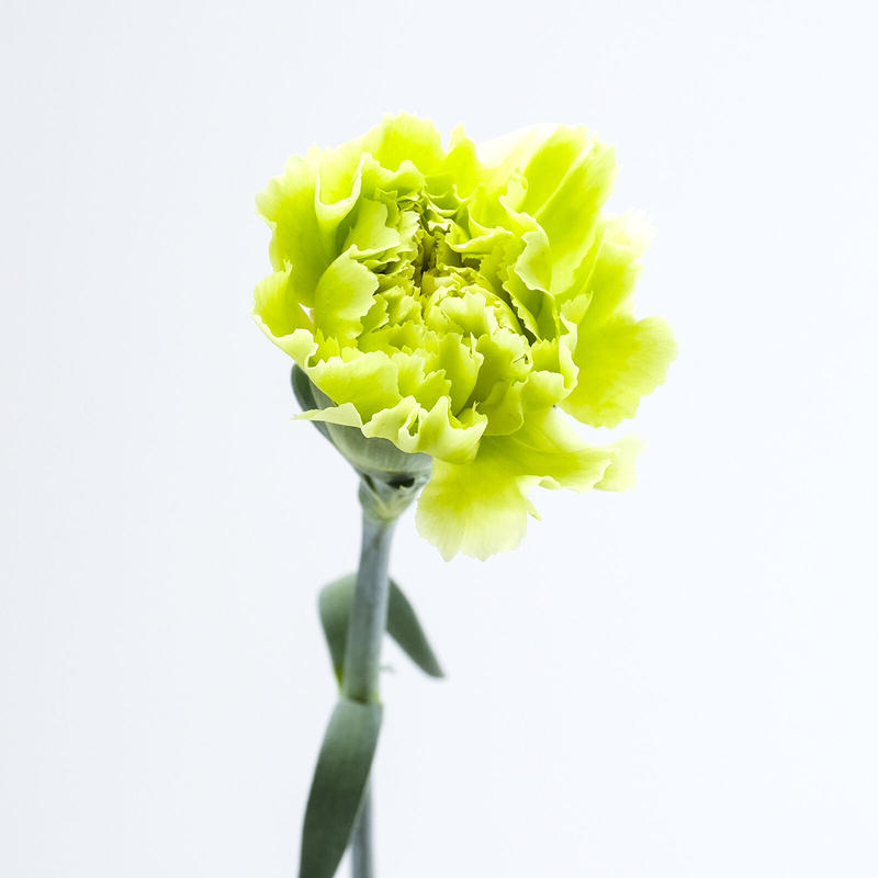 愛知県碧南市産 へきなんの花 カーネーション 一輪咲 3色ミックス75本 1色25本束 3