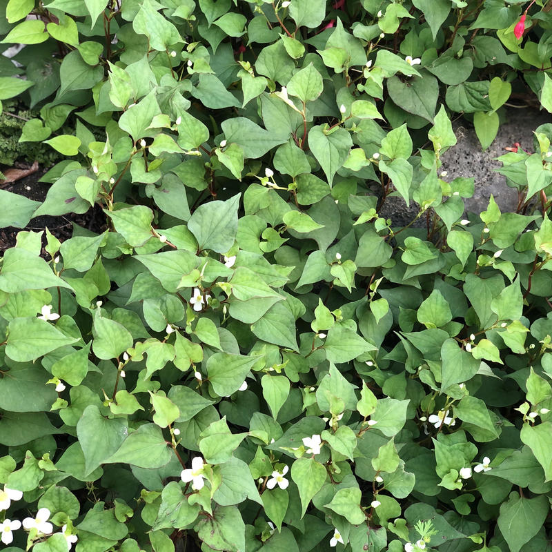 ドクダミのお花を使ったエキス Hozumama Shop