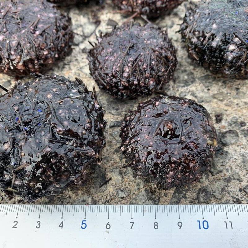 冷凍釣り餌ガンガゼ100個 2025年最新】釣り餌 冷凍ガンガゼの人気アイテム - メルカリ