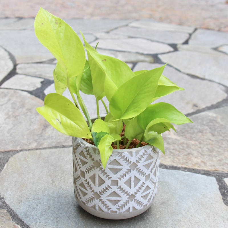 ポトス ライム M Hitohachi Web Store ポトス ライム M Hitohachi Web Store