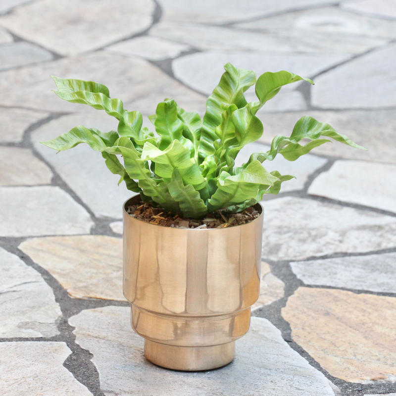 エメラルドウェーブ M Hitohachi Web Store