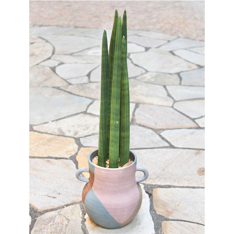 サンスベリア スタッキー Xl Hitohachi Web Store