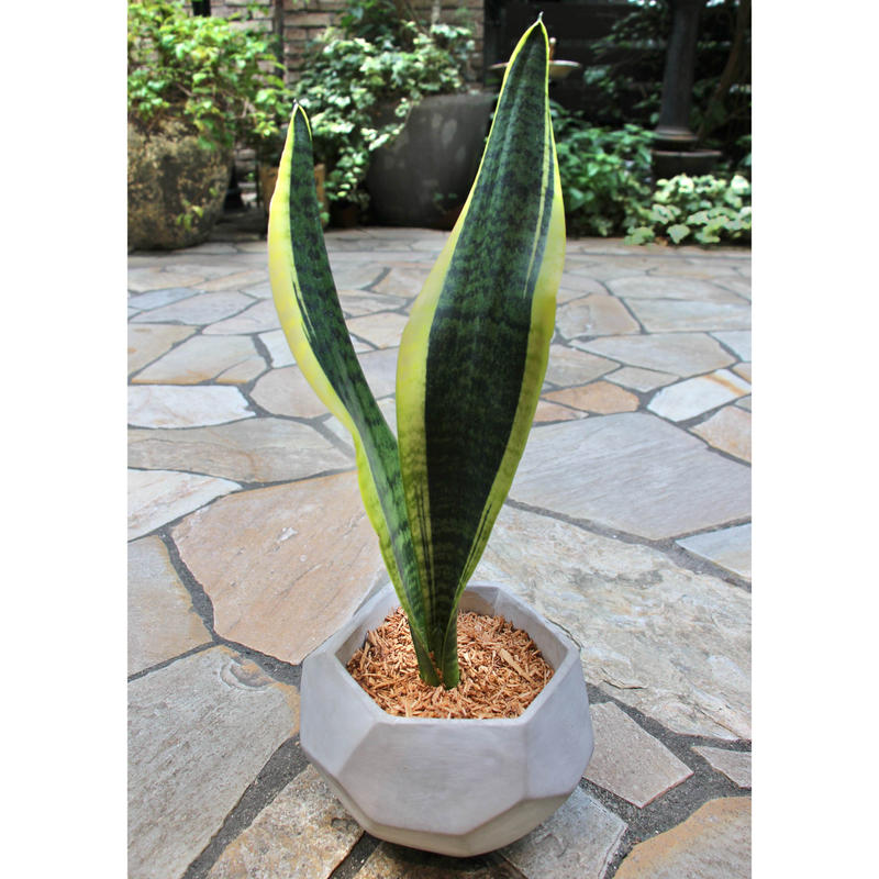 サンスベリア ローレンティ Hitohachi Web Store