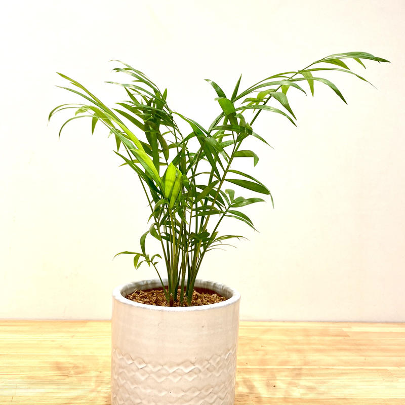 テーブルヤシ Hitohachi