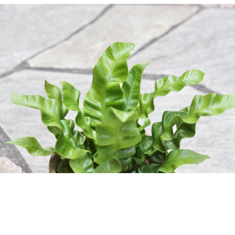 エメラルドウェーブ M Hitohachi Web Store