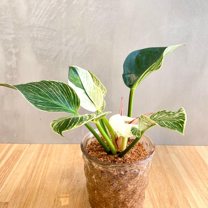 フィロデンドロン バーキン Hitohachi