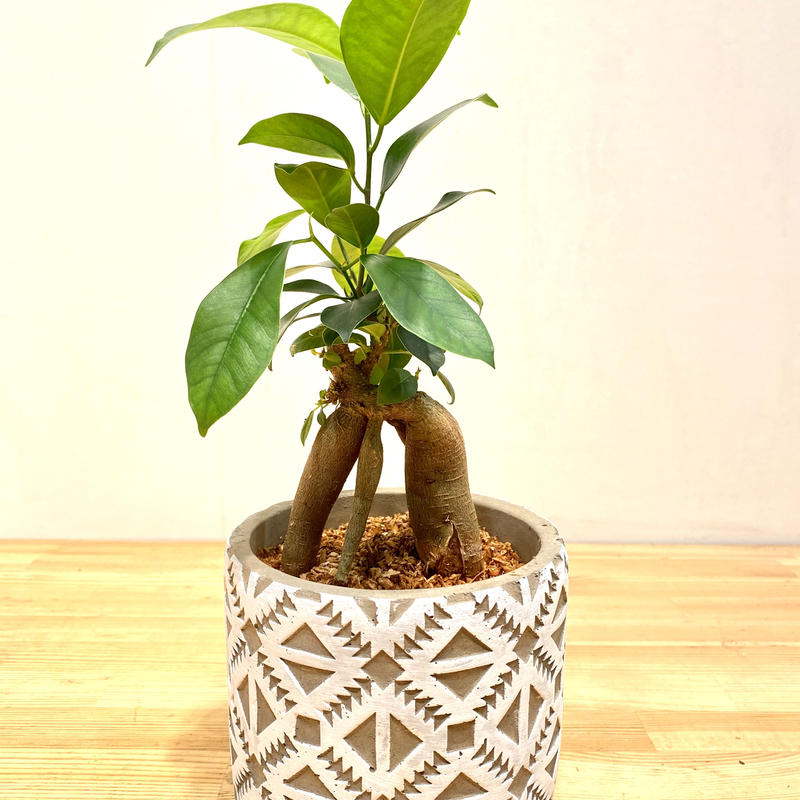 ガジュマル Hitohachi