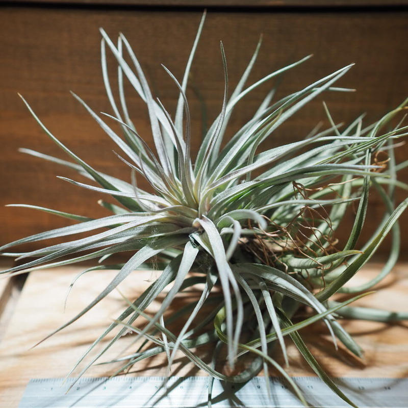 チランジア アエラントス パープルレザー T Aeranthos Purple Lea チランジア アエラントス パープルレザー T Aeranthos Purple Lea