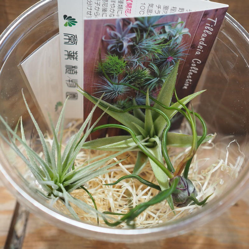 チランジア 入門3点セット Dタイプ Tillandsia D Type 常葉植物