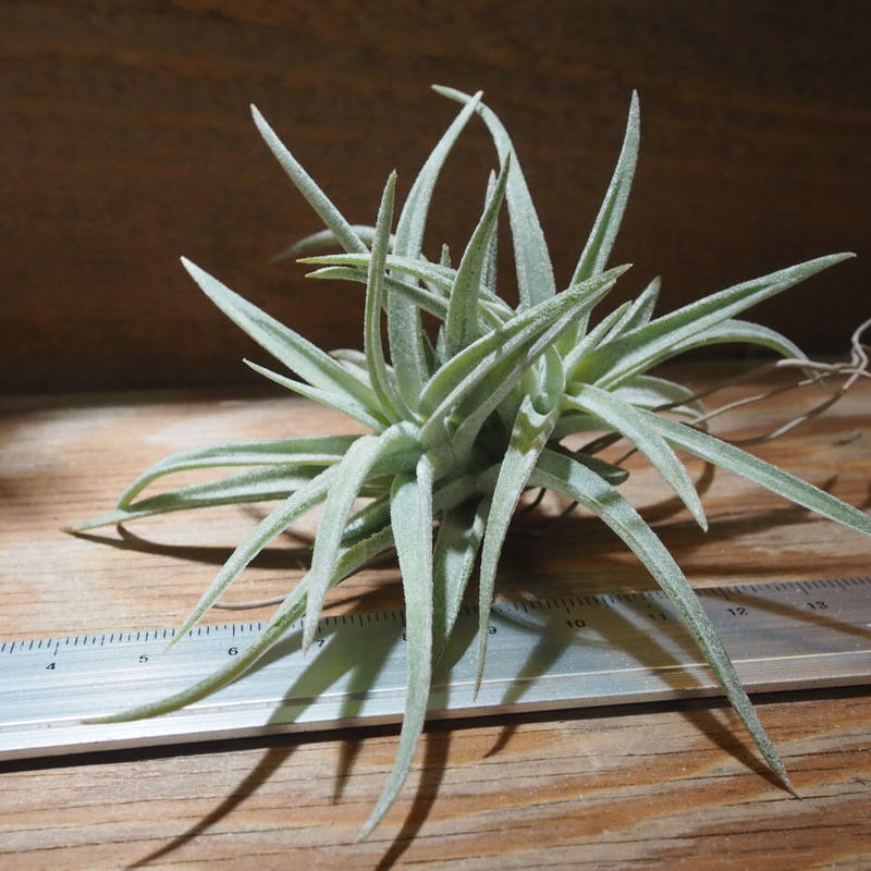 2円 営業 観葉植物 エアープランツ ティランジア カウレッセンス ｓサイズ １株