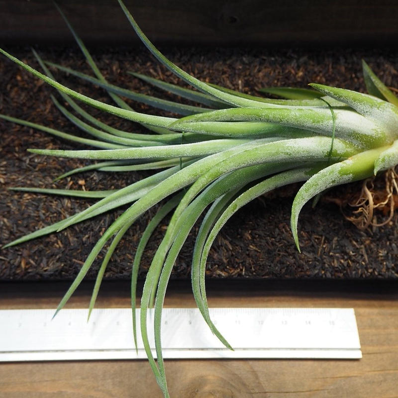 チランジア着生用プレート 木製 L版 1枚 常葉植物園 Tokiwa Botani