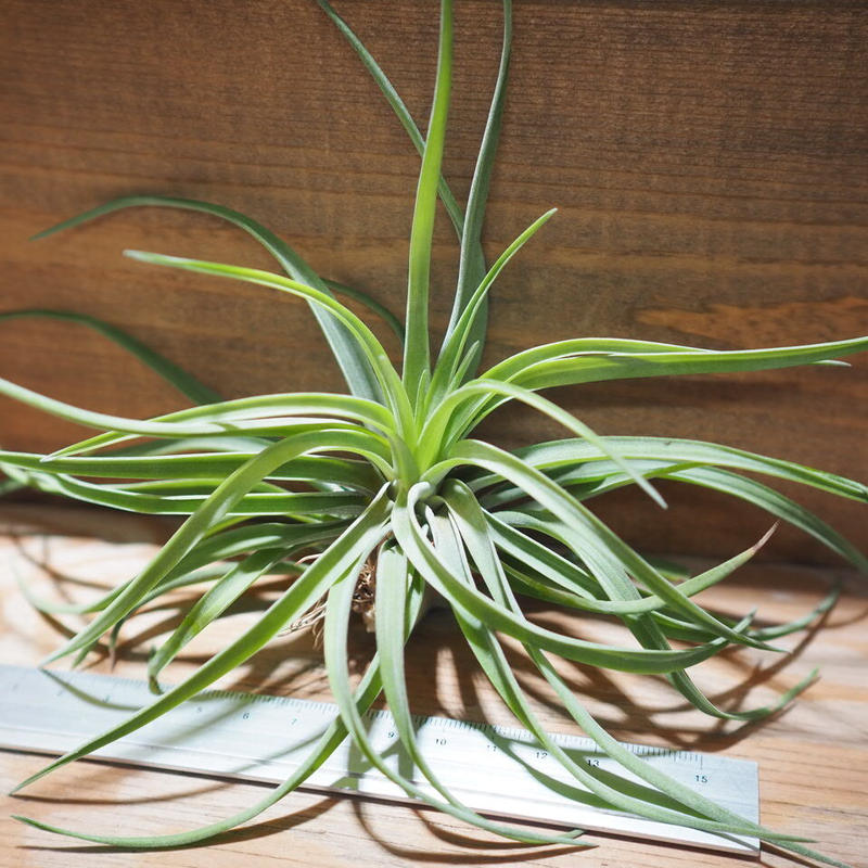 チランジア ベルティナ T Velutina A01 May12 常葉植物園 T チランジア ベルティナ T Velutina A01 May12 常葉植物園 T