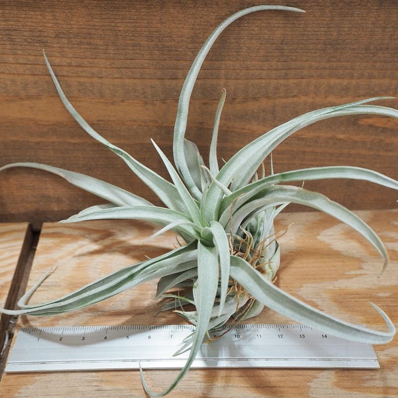 チランジア カピタータ モーブ ｌ T Capitata Mauve A01 A